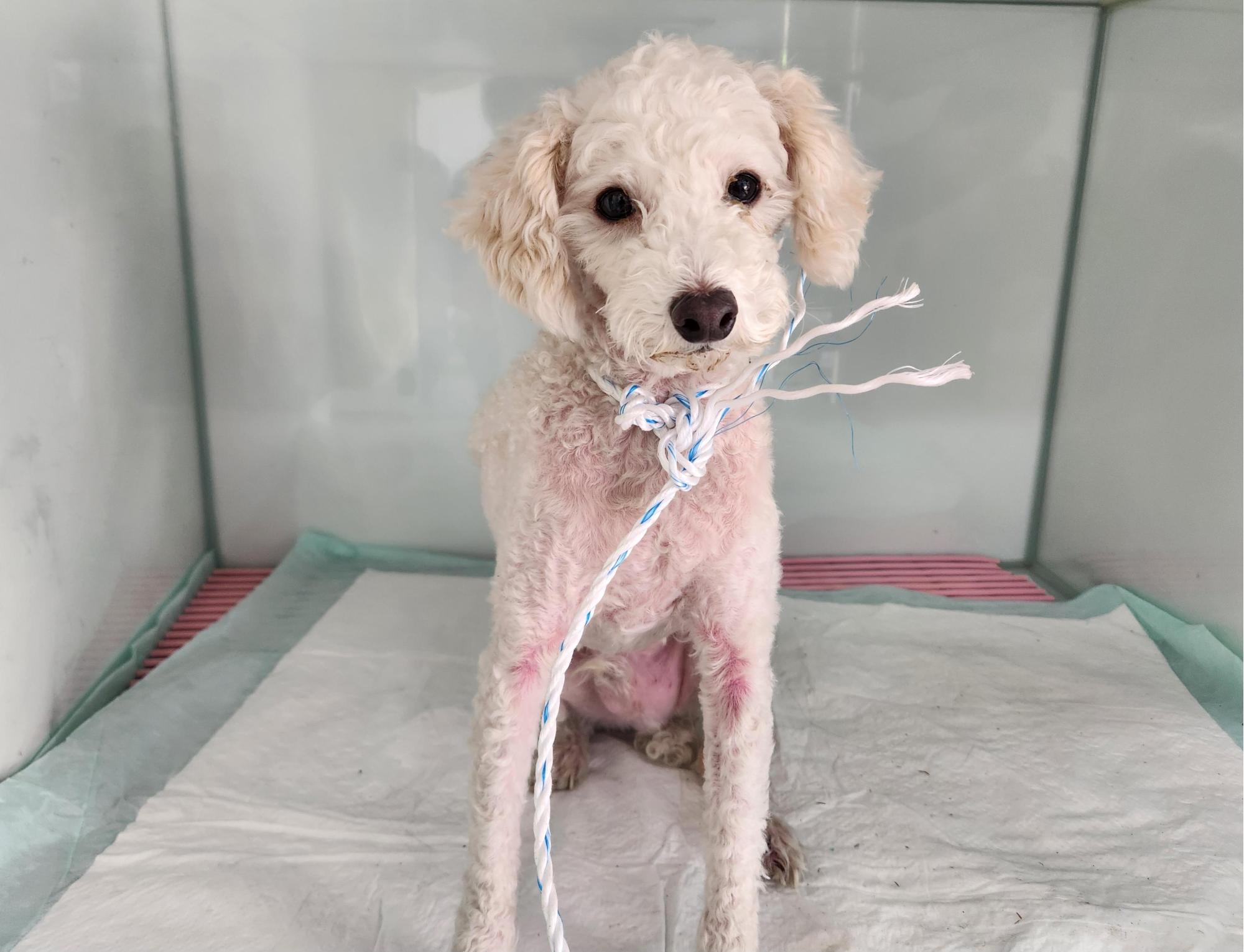 광주TNR동물병원초월_441554202501686